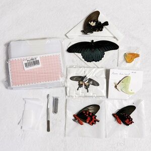 Taxidermy Butterfly and Moth Insect Entomology Pinning Mounting Kit